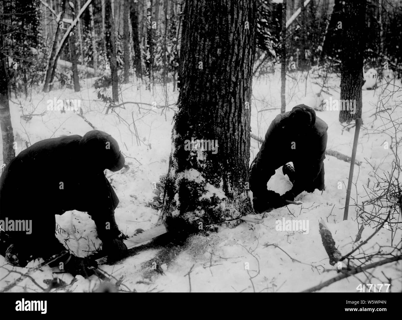 Photograph of the Severance Cut for Felling a Tree; Scope and content:  Original caption: The severance cut at felling a tree should be slightly above the notch and well within the limit for stump heights. Note wooden wedge to facilitate sawing after felling. Stock Photo