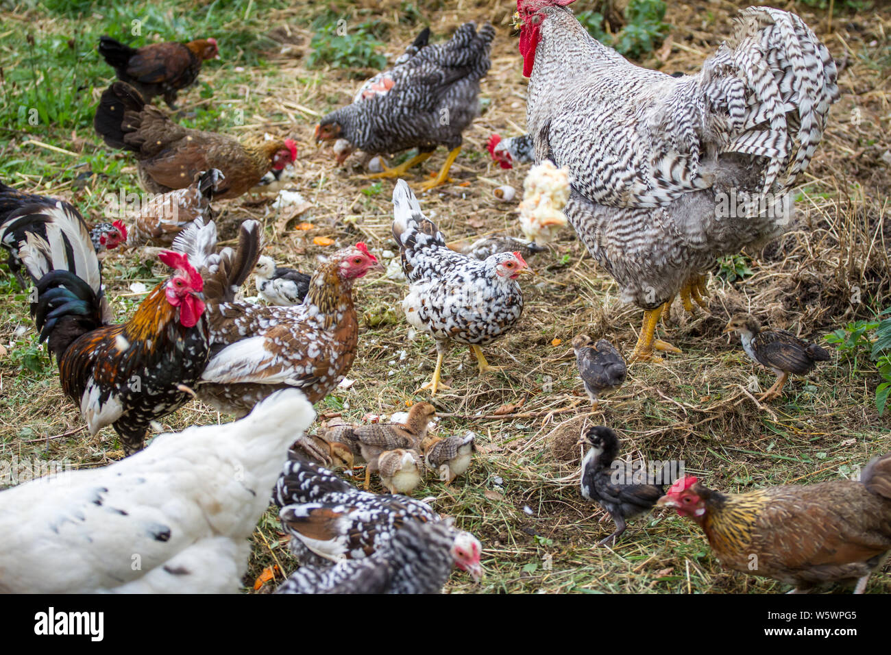 A flock of free range chickens Stock Photo