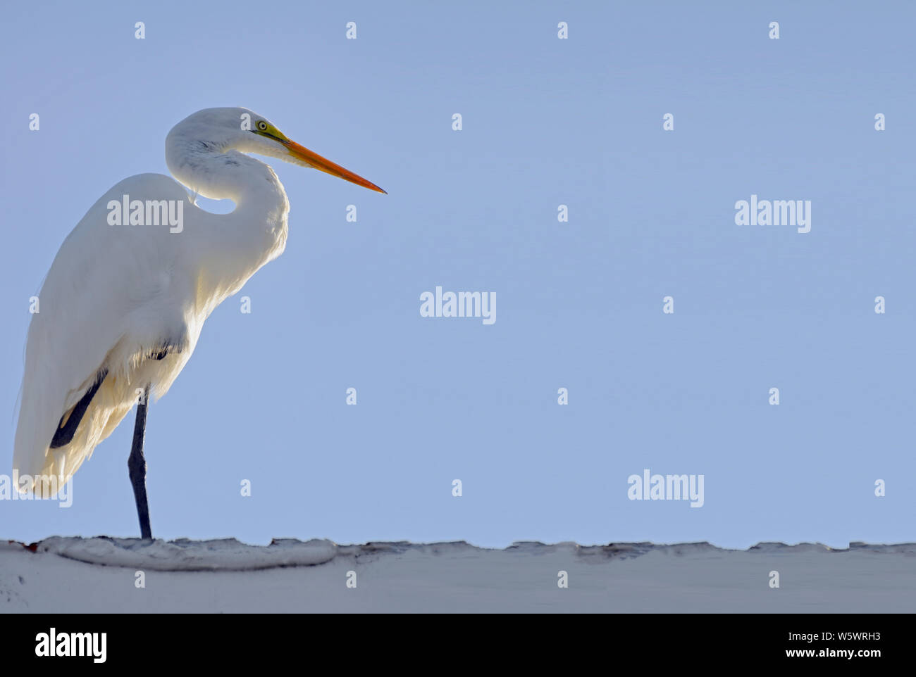 Tall elegant birds hires stock photography and images Alamy