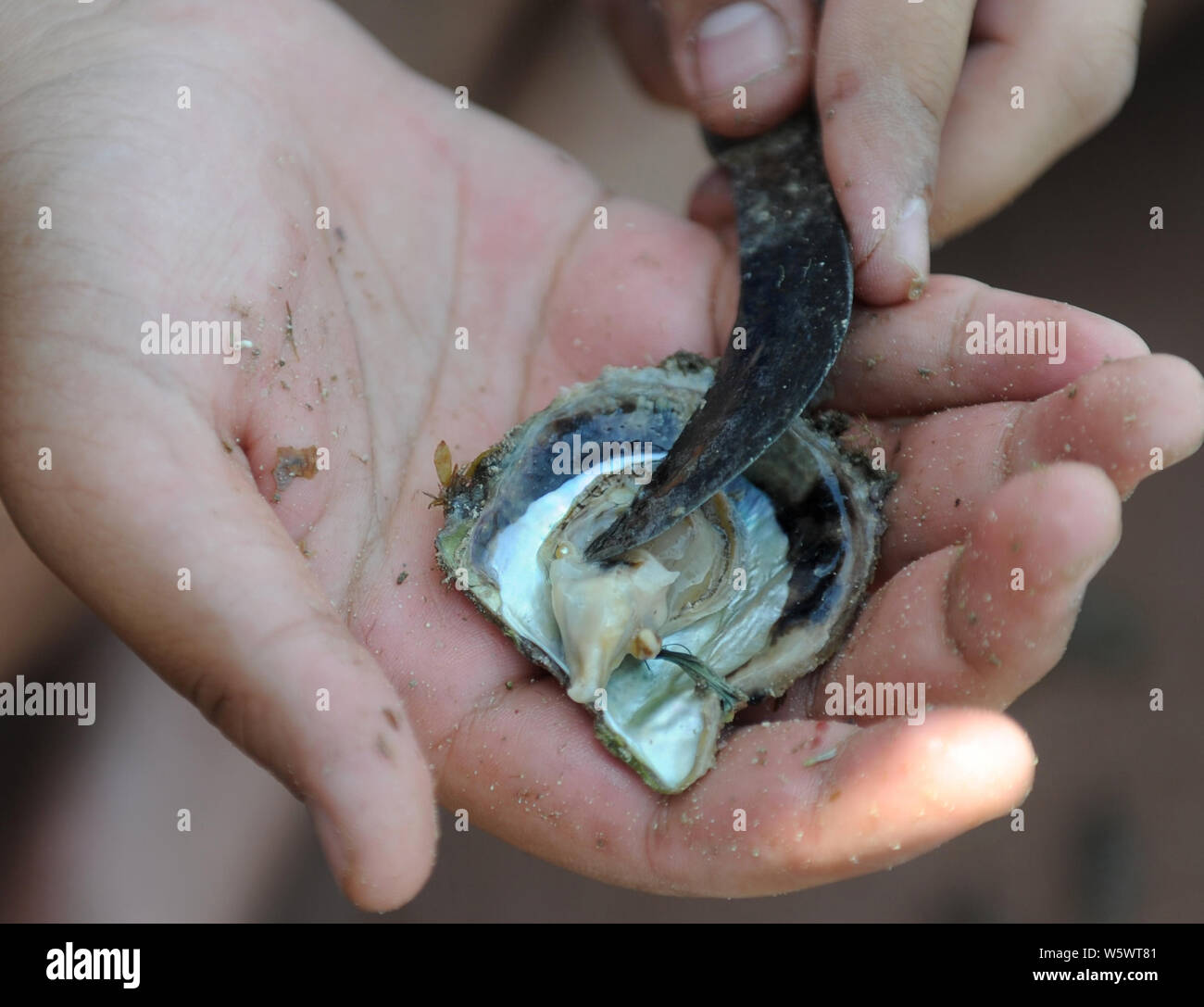 Kuwait City, Kuwait. 30th July 2019. A young diver searches for pearls