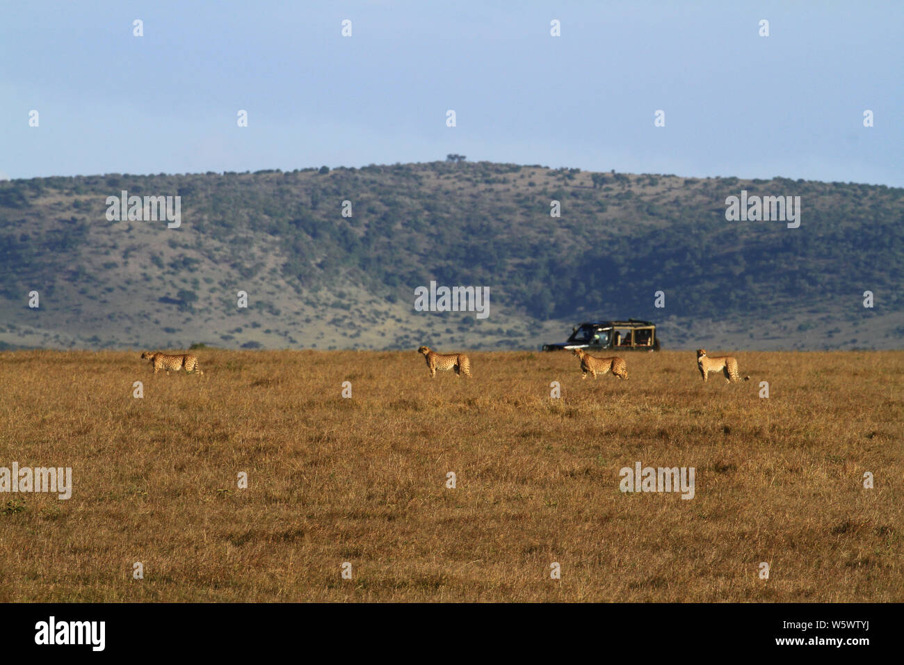 Four cheetah Acinonyx jubatus in a line, Masai Mara Reserve Kenya Africa. Savannah grassland with tourist safari jeep vehicle. Blue sky landscape Stock Photo