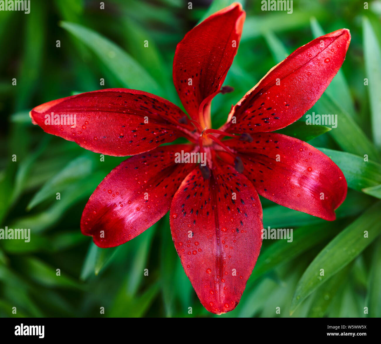 An Asiatic lily blooms in the springtime in North Carolina. Stock Photo