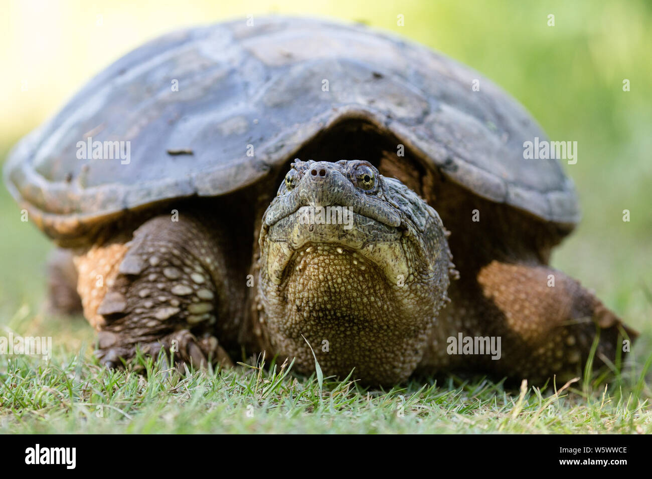 Common Snapping Turtle in green grass at Mason Farm in Chapel Hill, North Carolina Stock Photo
