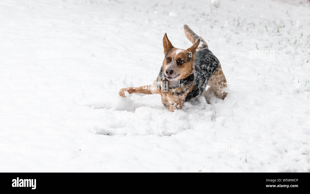 An Australian Cattle Dog plays in the snow Stock Photo