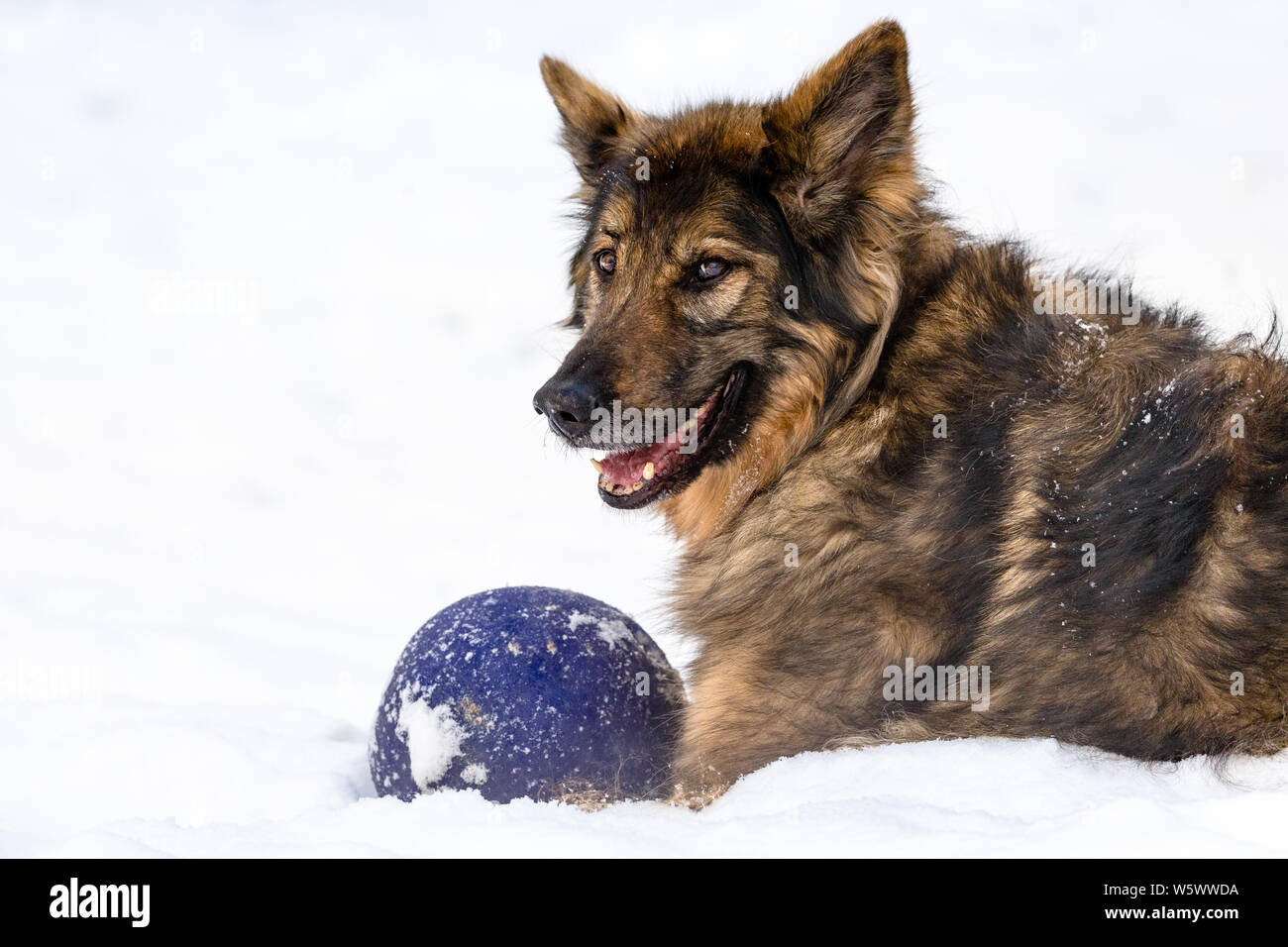 A German Shepherd Dog lays with its blue ball in the fresh snow Stock Photo