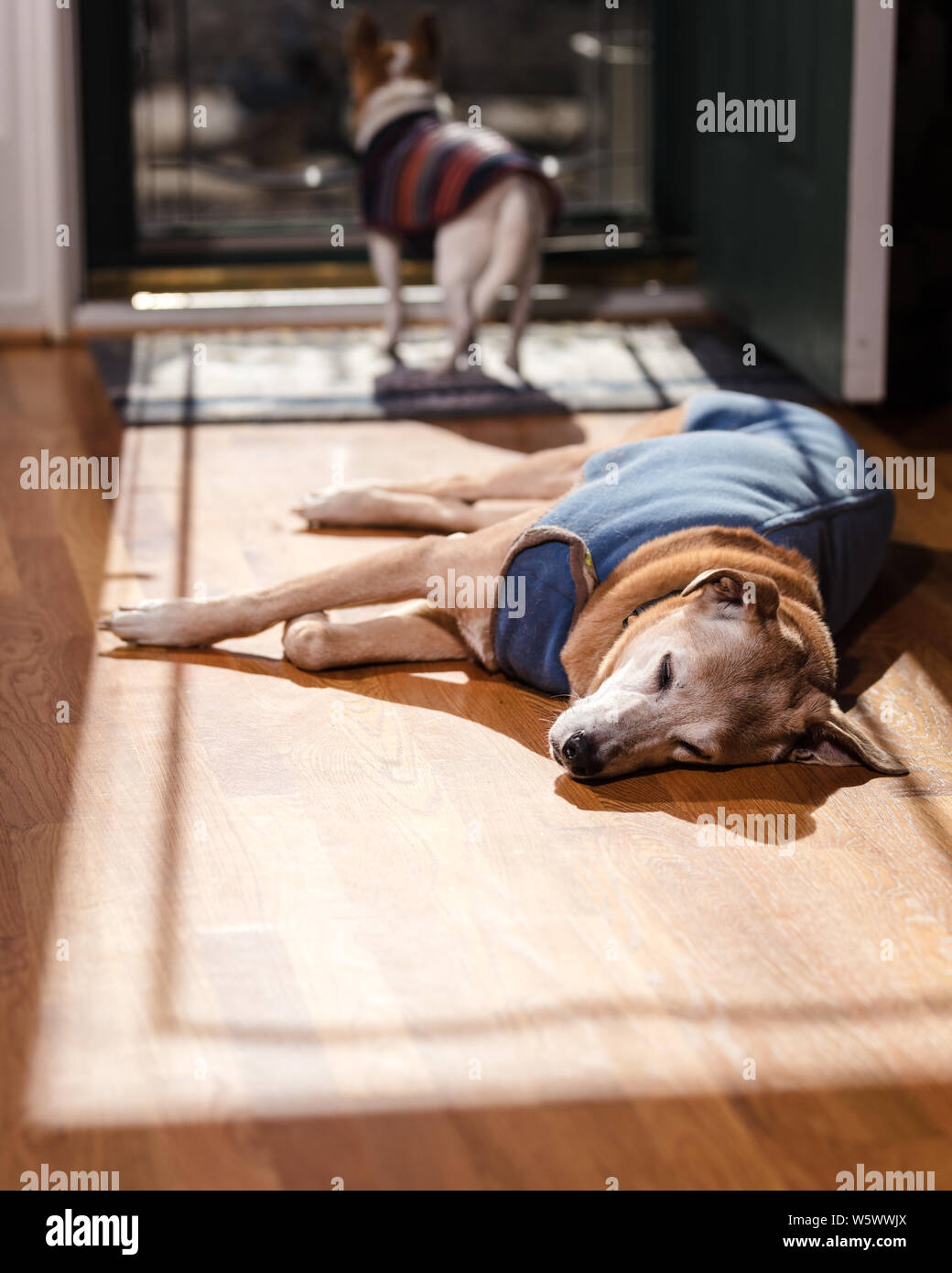 A catahoula cur (Louisiana leopard dog) sleeps in the afternoon sun
