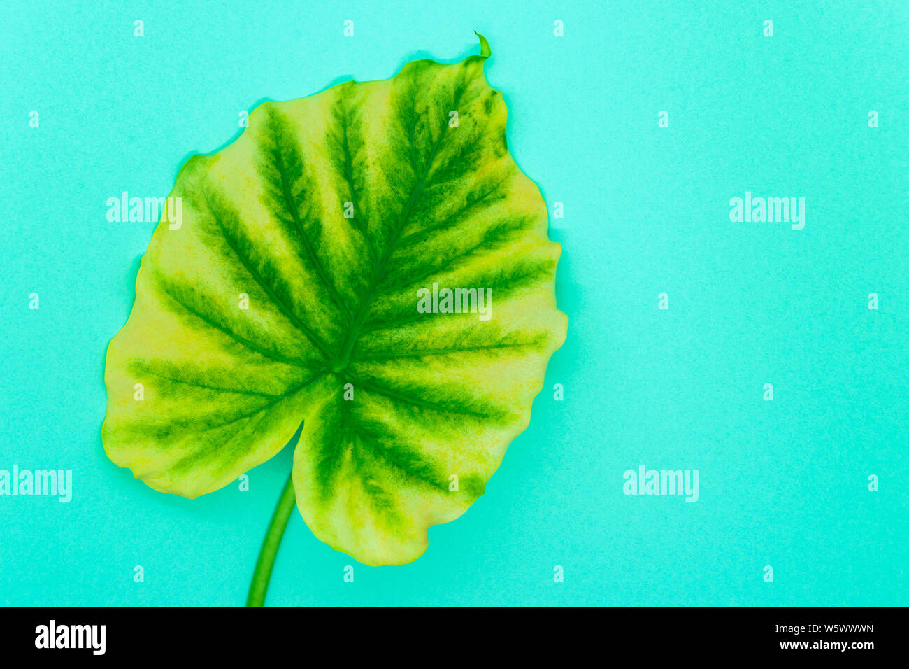 Composition of yellowing green Alocasia Macrorrhiza leaf known as