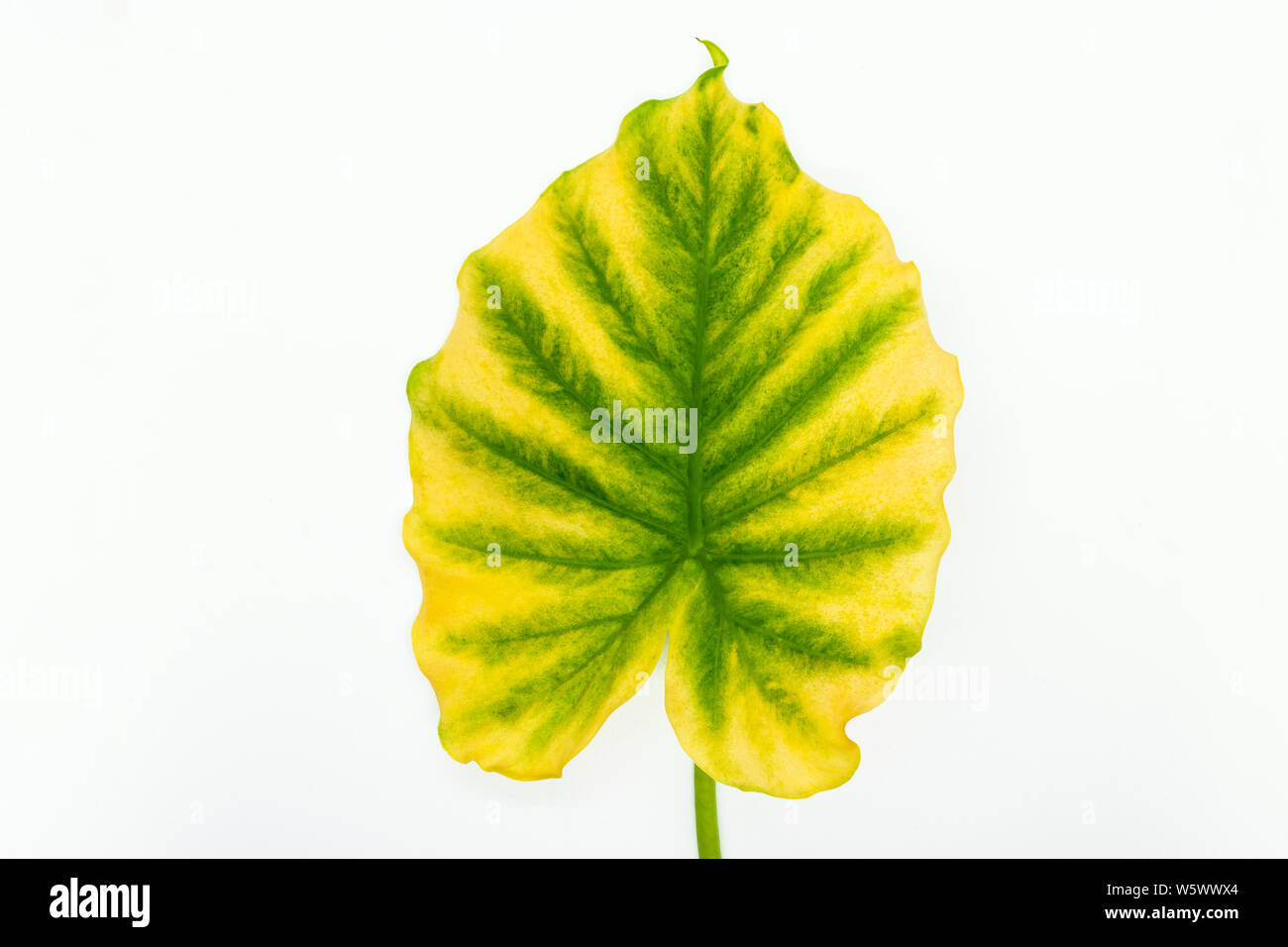 Yellowing green Alocasia Macrorrhiza leaf known as Elephant Ear plant