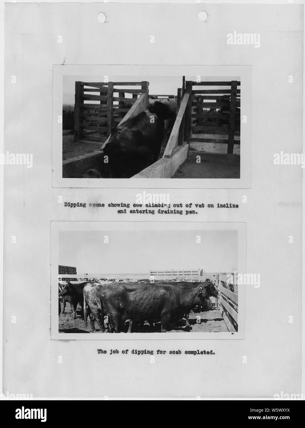 Photographs, with captions, of cattle dipping, from 1937 Carson Agency