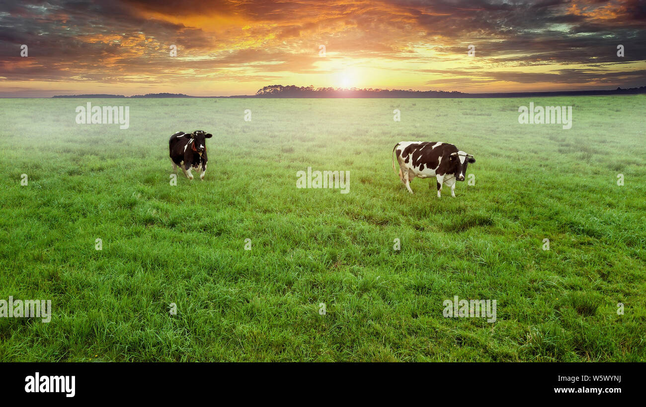 two cows grazing in a meadow top view from drone aerial photography ...