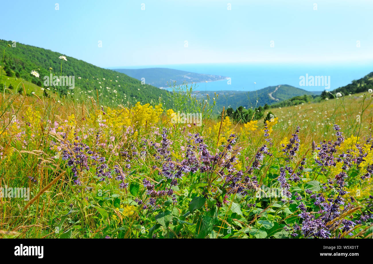 Salvia flowers on mountain meadow in Krasnodar Krai, Russia Stock Photo