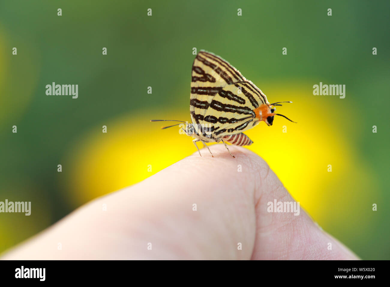 macro image of beautiful butterfly on human finger with yellow and green background in nature Stock Photo