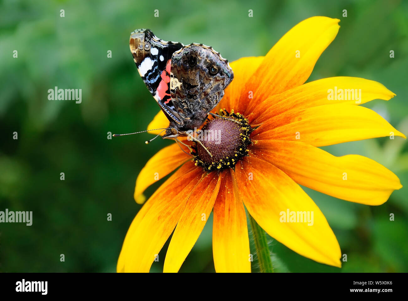 The butterfly on yellow flower of rudbeckia Stock Photo
