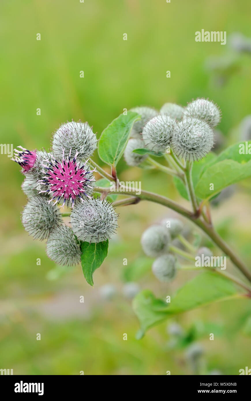 Flowering Great Burdock (Arctium lappa) Stock Photo