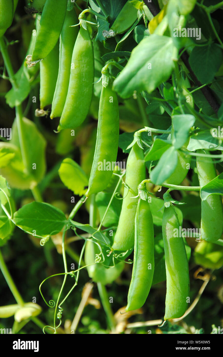 The  stems of peas in the vegetable garden Stock Photo