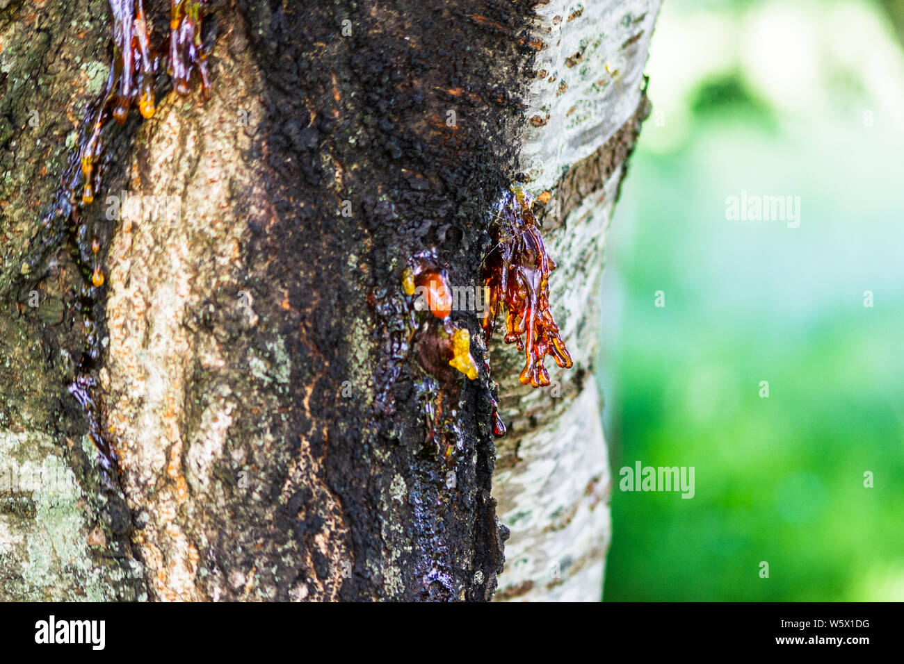 Translucent gold red sap oozing from a cherry tree trunk most likely caused by bacterial or fungal canker Stock Photo