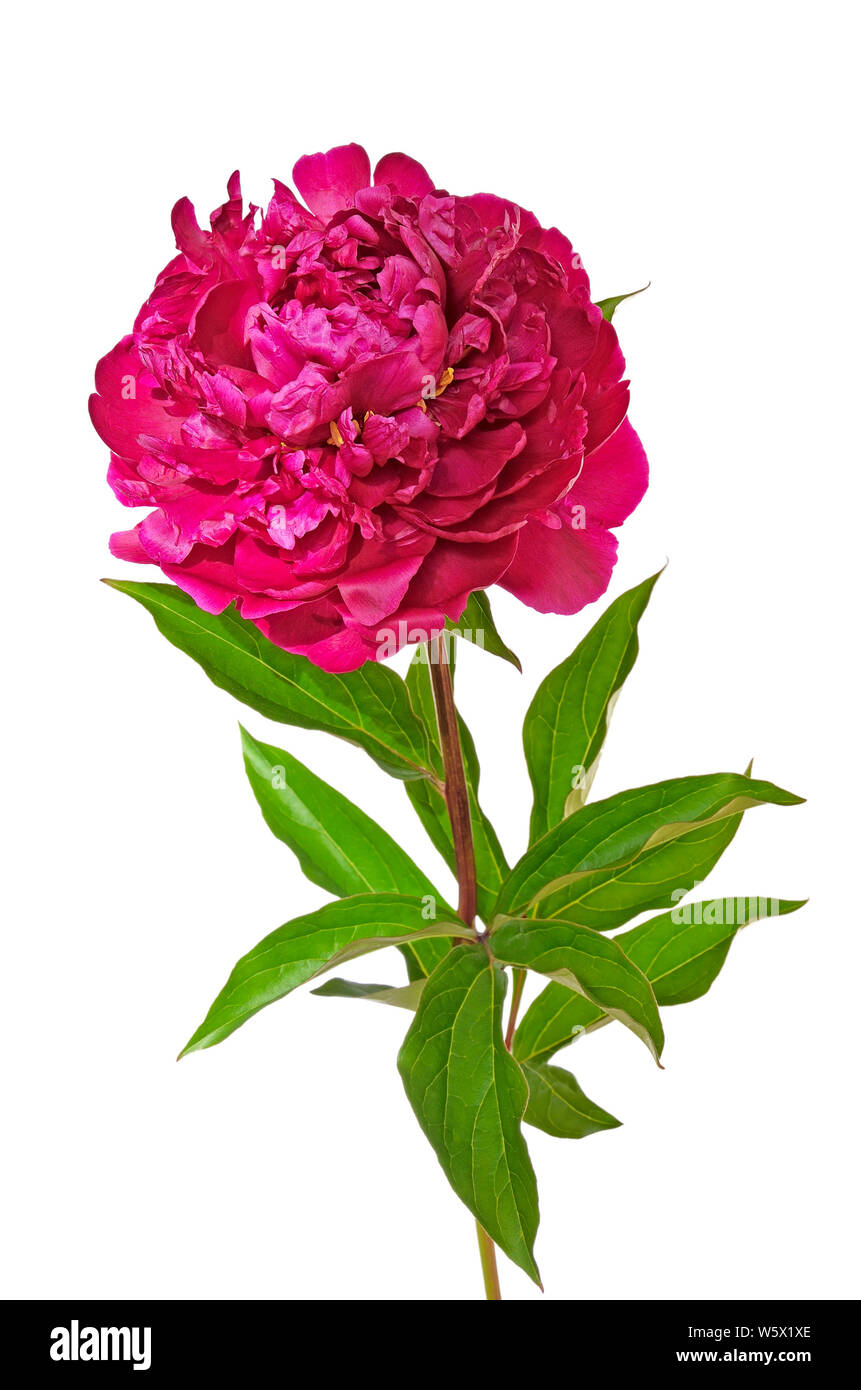 Red peony flower isolated on white background Stock Photo