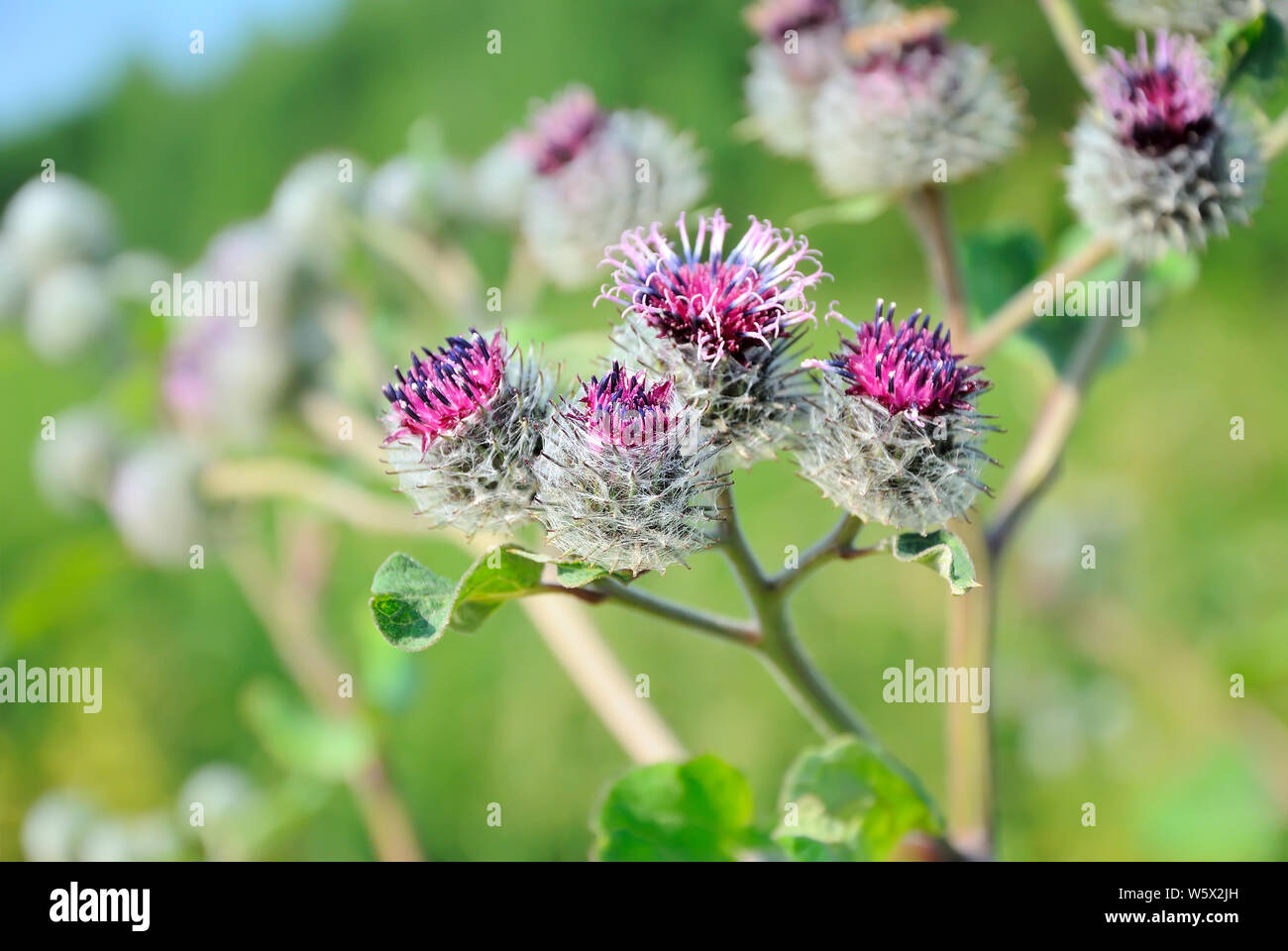 Blossoming burdock (Arctium lappa), focus on flower in front Stock Photo