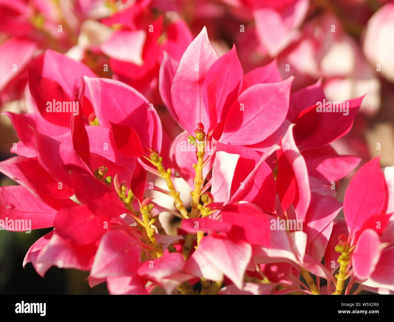 Red leaves in garden nature background stock photo alamy