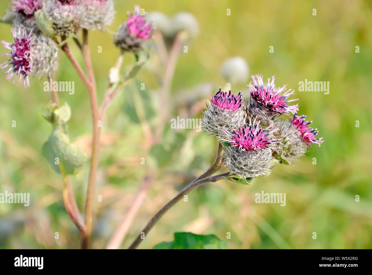 Great Burdock (Arctium lappa) flower on meadow Stock Photo