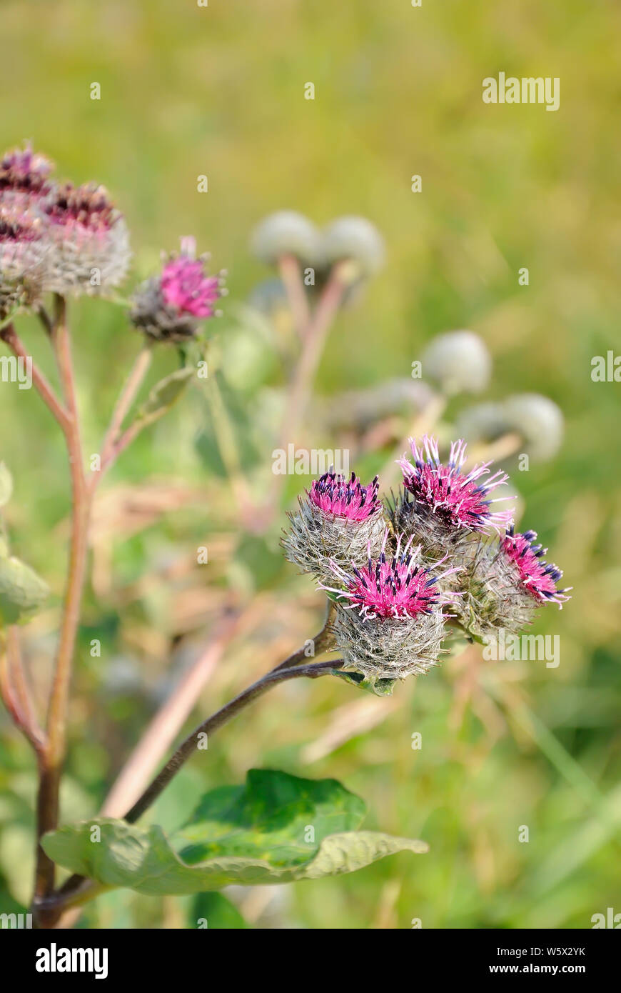 Flowering Great Burdock (Arctium lappa) on meadow Stock Photo