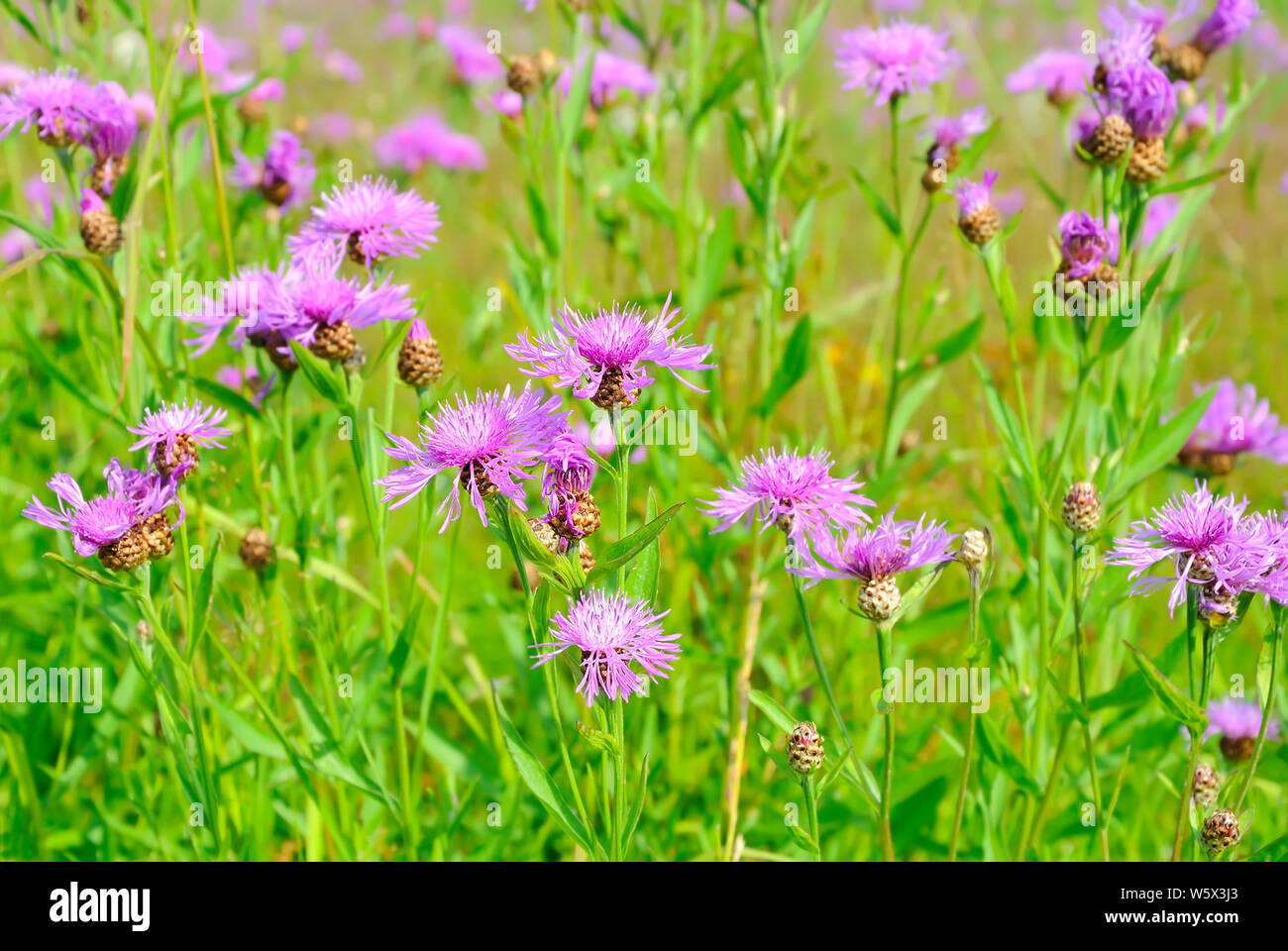 Cornflower (Centaurea jacea) flowers, selective focus Stock Photo