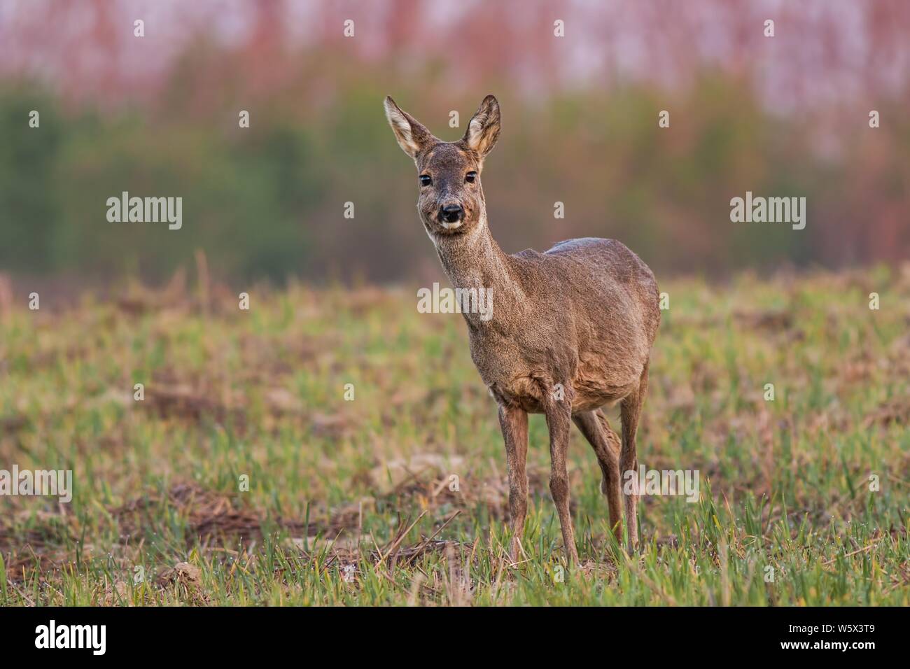 Front view of roe deer, capreolus capreolus, doe in winter coating at sunrise with warm color in springtime with copy space. Stock Photo