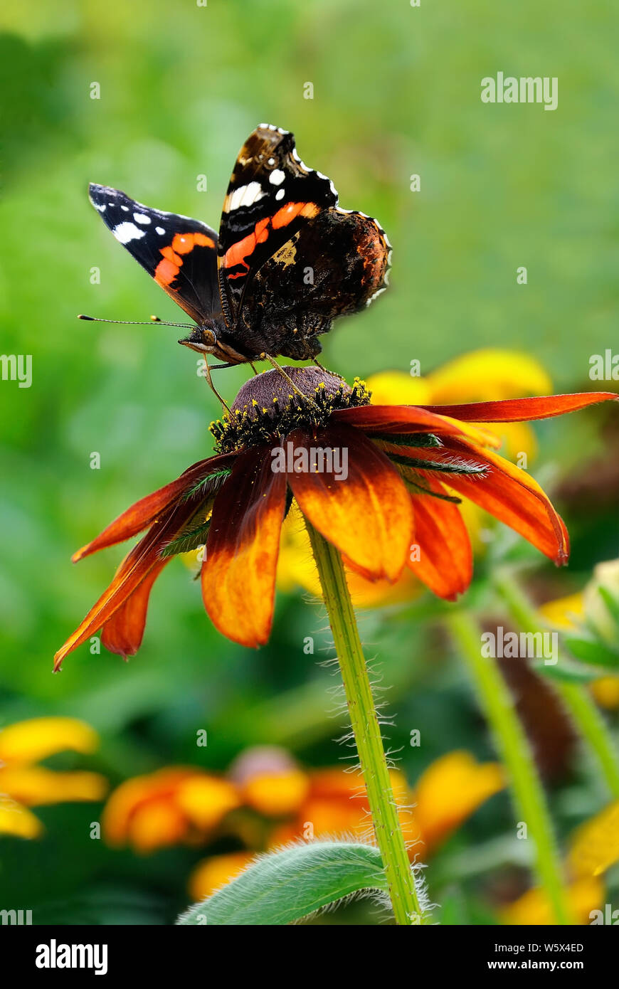 The butterfly on yellow flower of rudbeckia Stock Photo