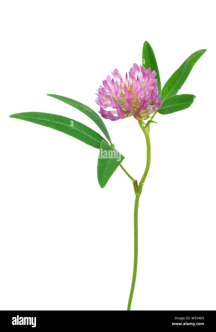 Clover flowers isolated on white background Stock Photo