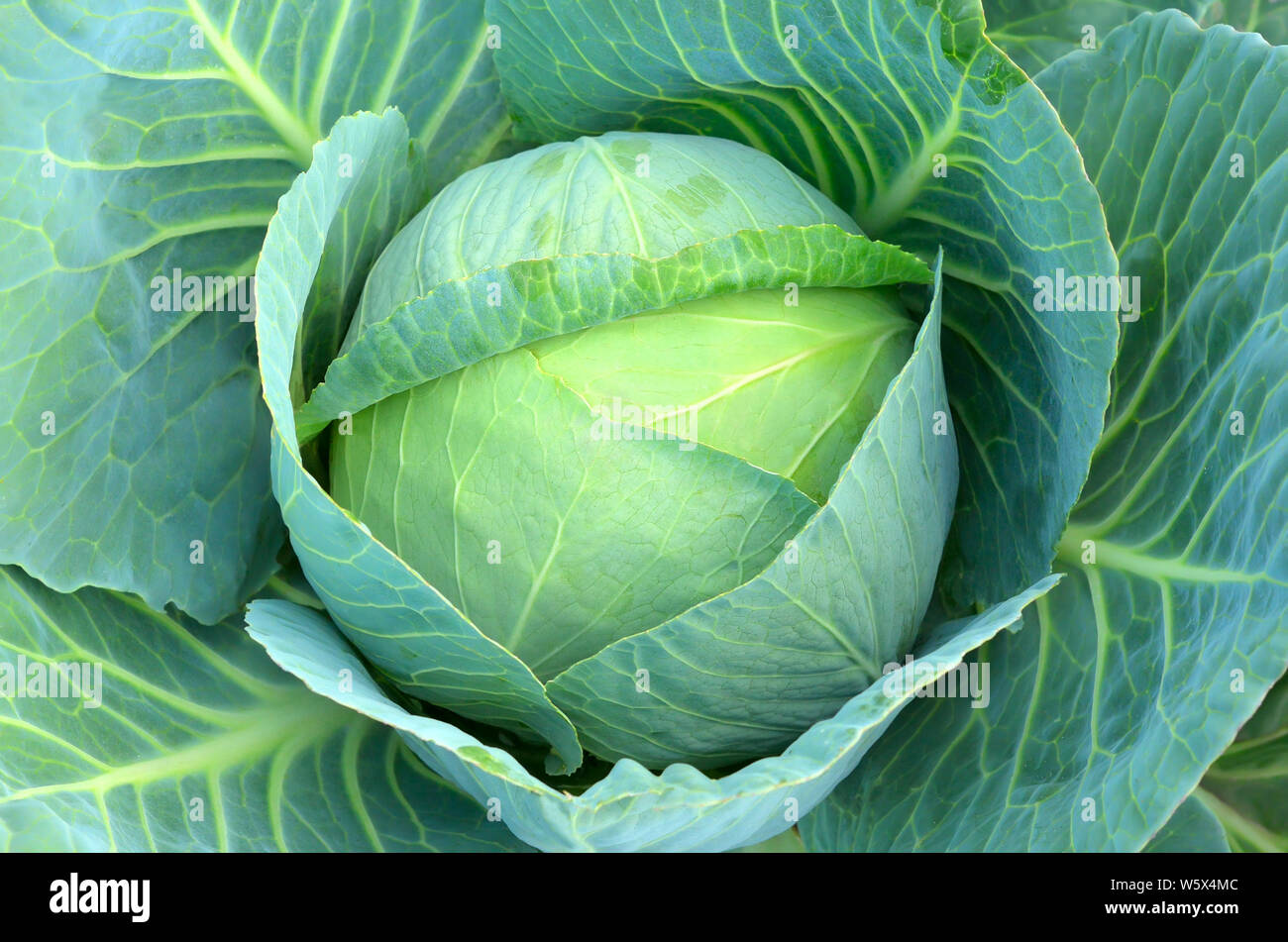 Cabbage (Brassica oleracea) plant growing in a garden Stock Photo