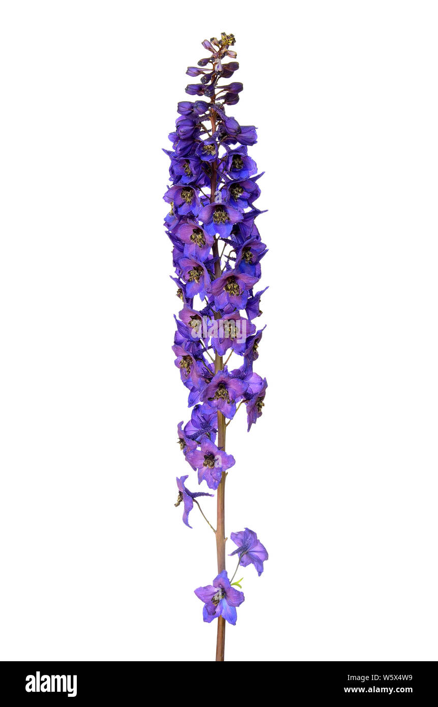 Blue delphinium flower isolated on a white background Stock Photo