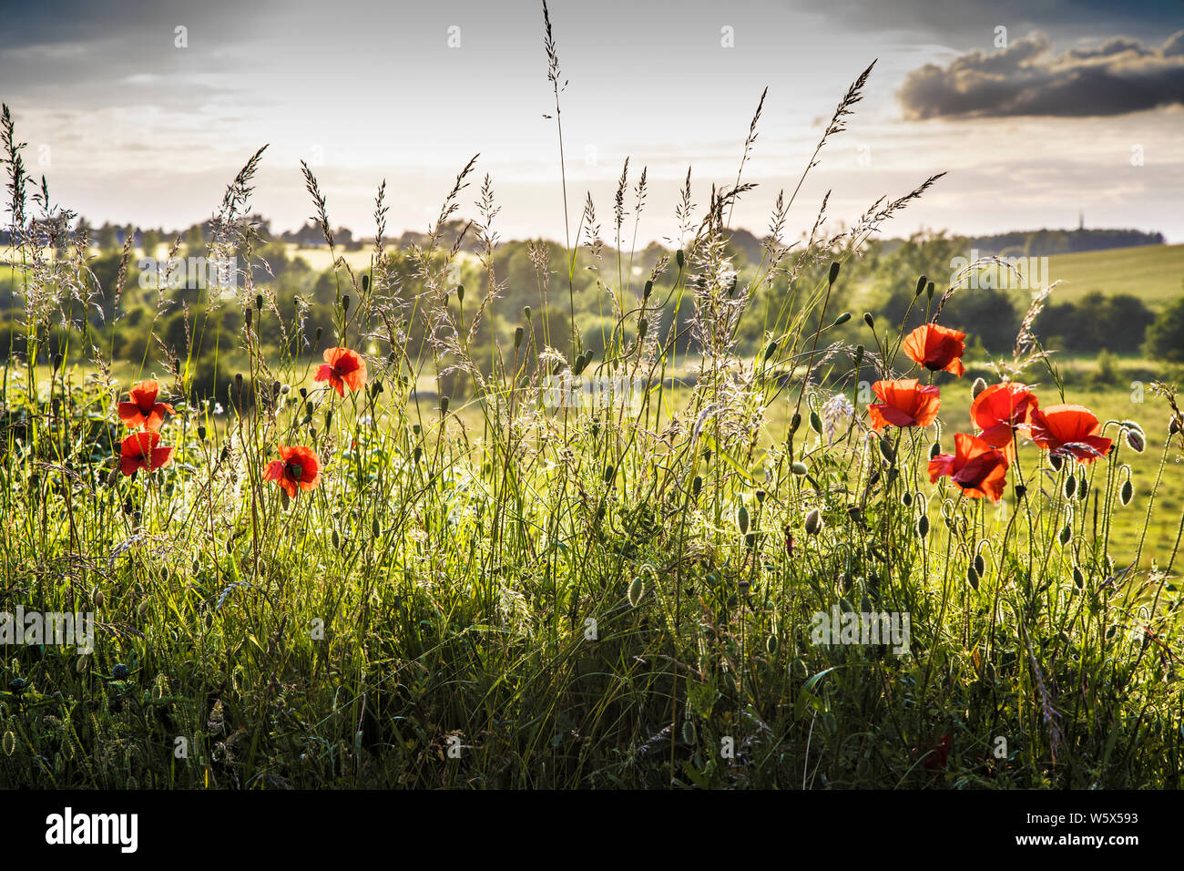 Backlit poppies (Papaver rhoeas) along the edge of a field in the Cotswold countryside as evening falls. Stock Photo