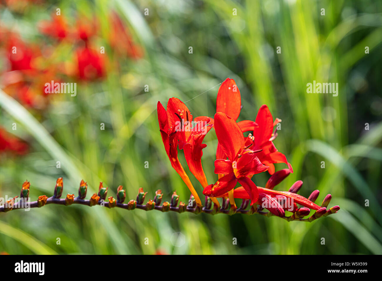 Crocosmia 'Lucifer' Stock Photo - Alamy