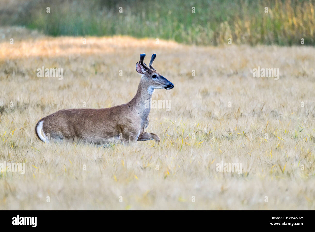 Whitetailed deer is crossing wheat field in the evening Stock Photo