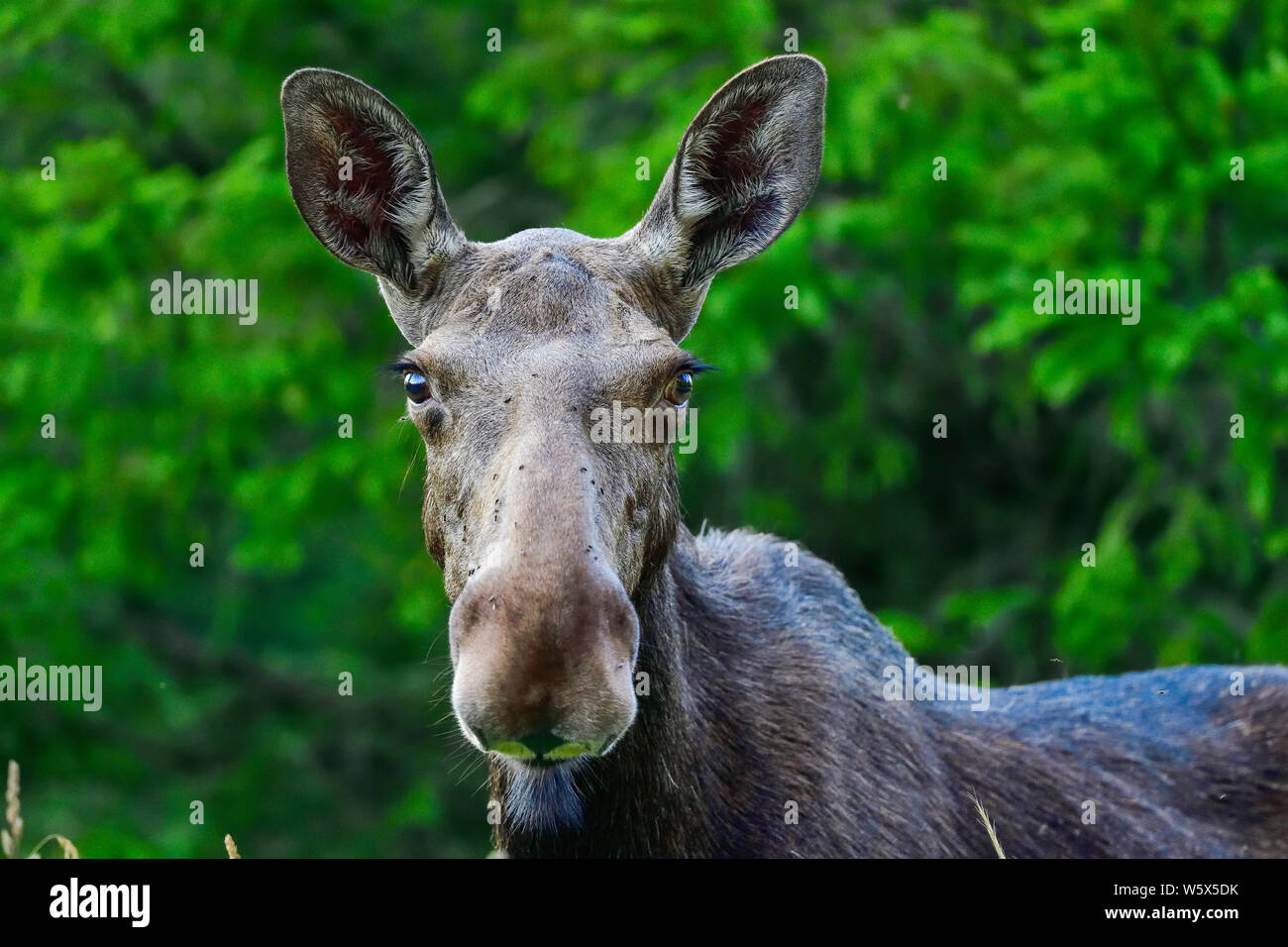 Young Moose cow grazing in the forest Stock Photo