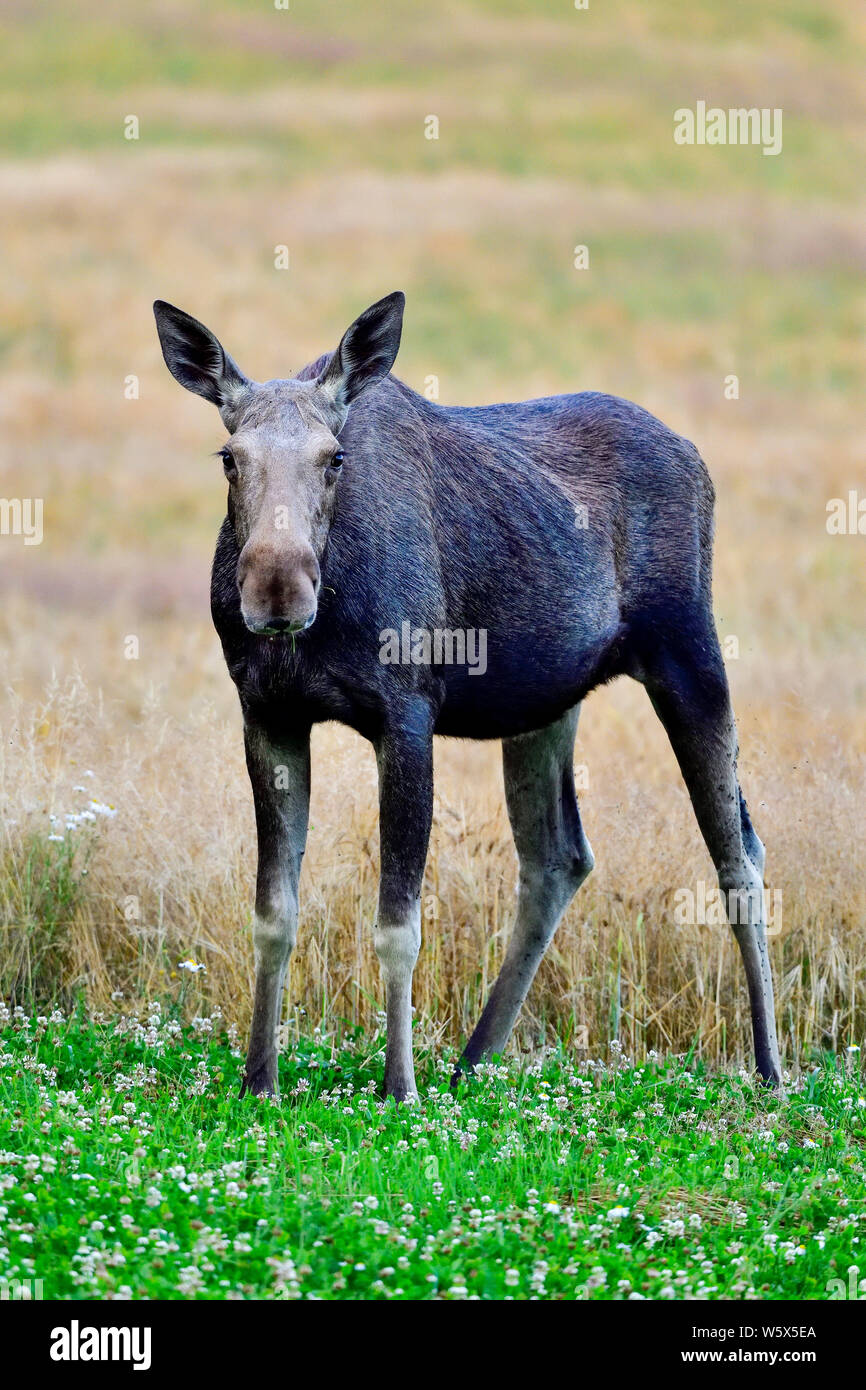 Moose cow is grazing on the cloverfield. Stock Photo