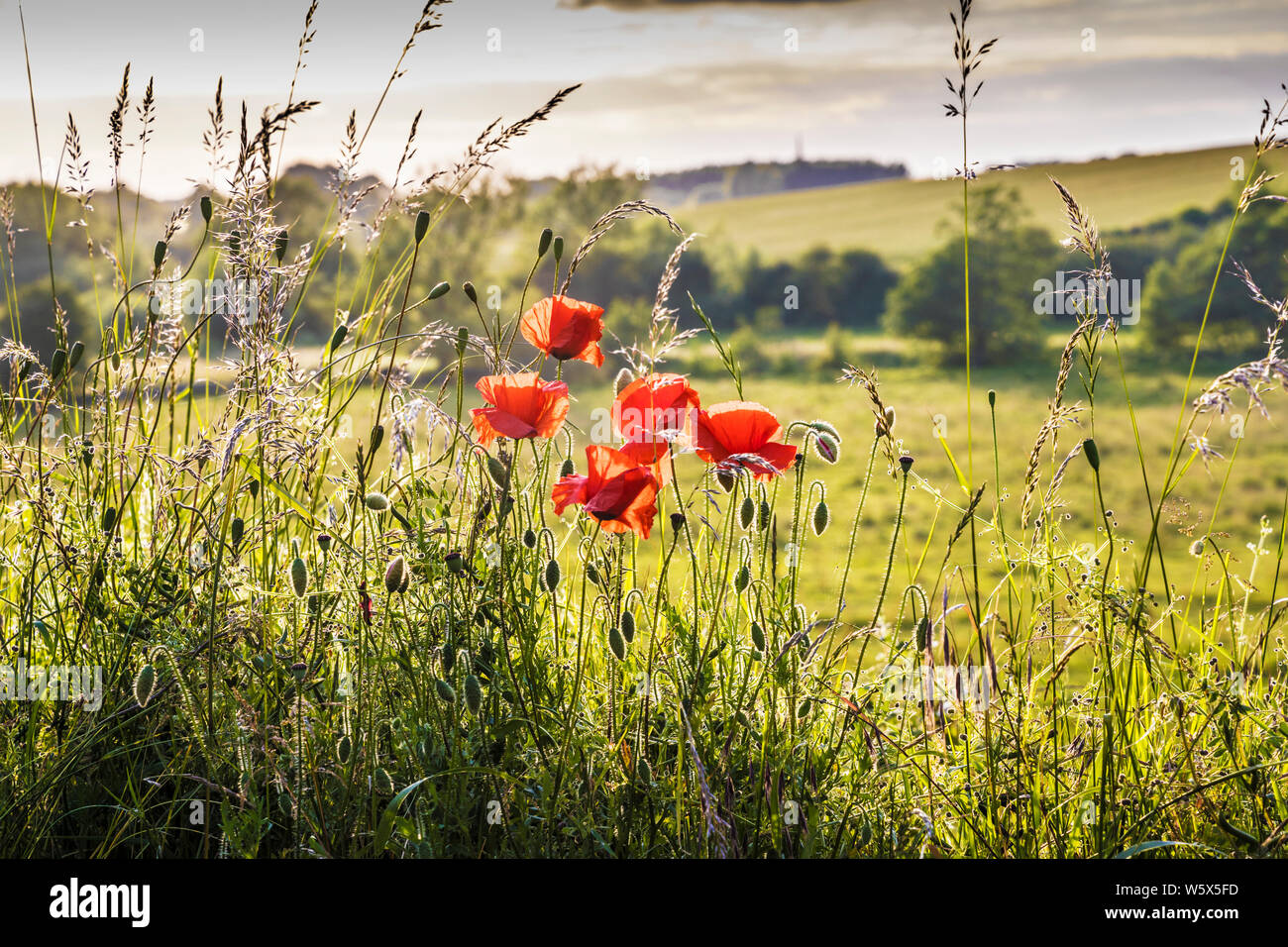 Backlit poppies (Papaver rhoeas) along the edge of a field in the Cotswold countryside as evening falls. Stock Photo