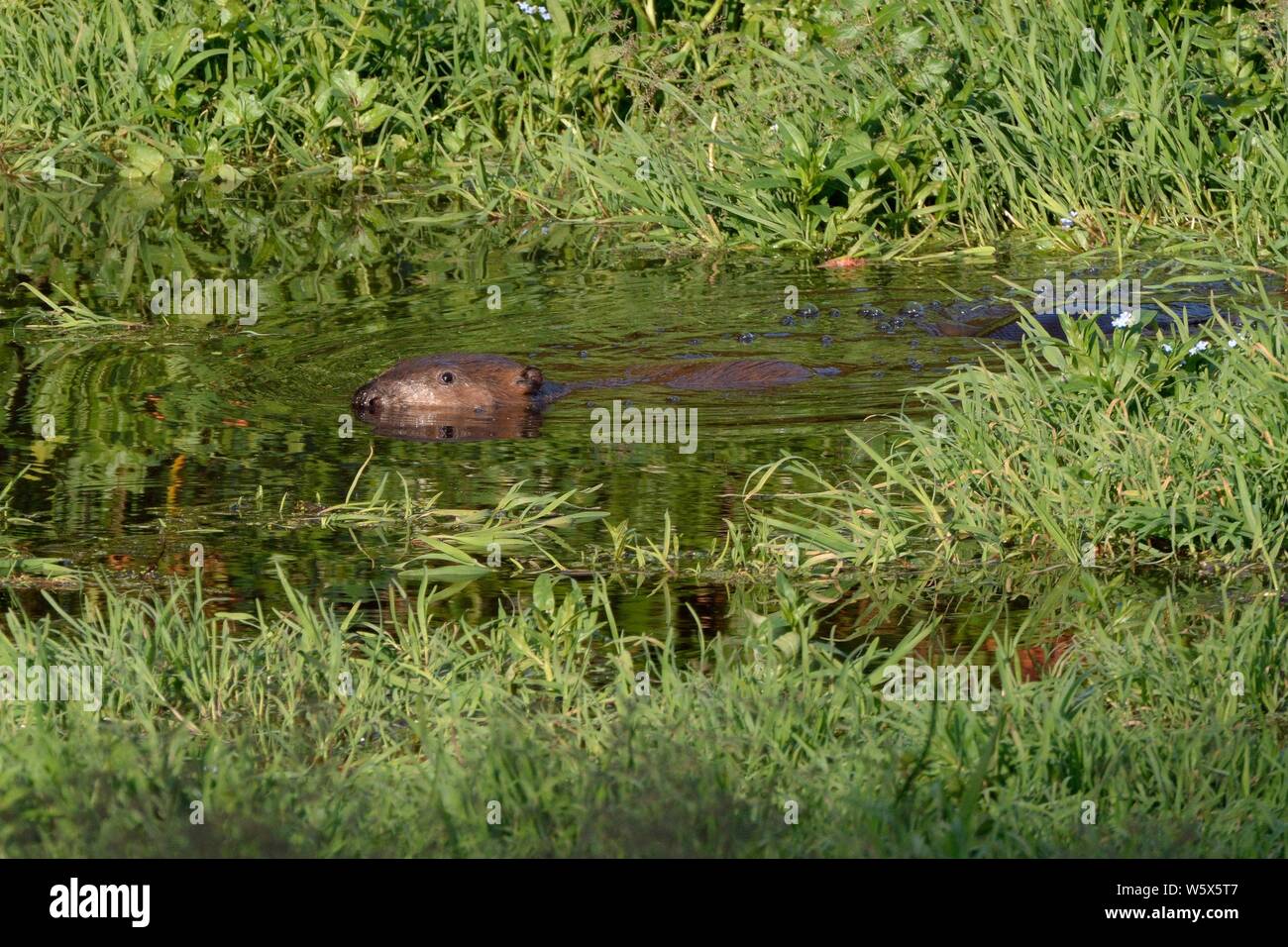 Eurasian beaver (Castor fiber) female swimming at dusk, River Otter catchment, UK, June. Stock Photo