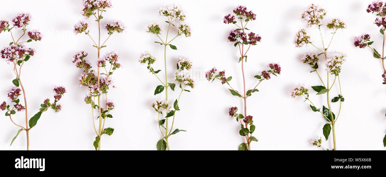 Purple flowers of origanum vulgare or common oregano, wild marjoram