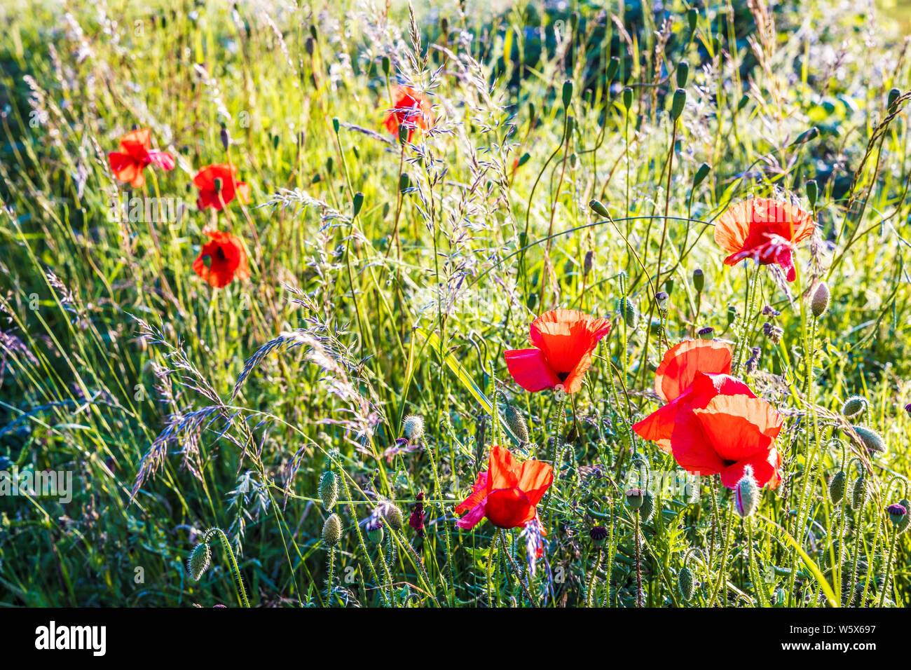 Poppies and grasses hi-res stock photography and images - Alamy
