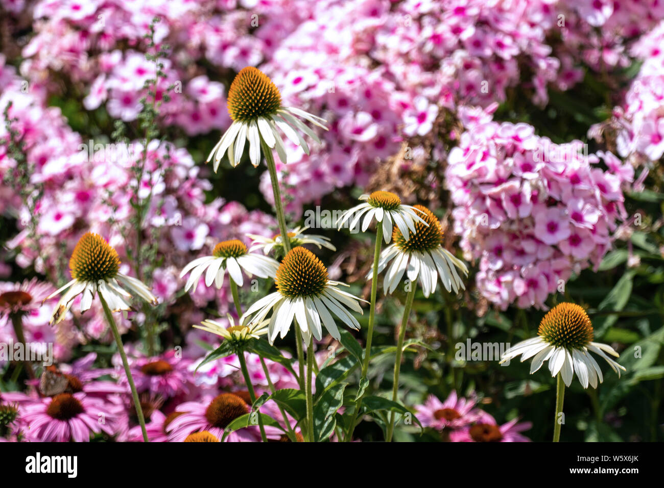 White cone flowers hires stock photography and images Alamy