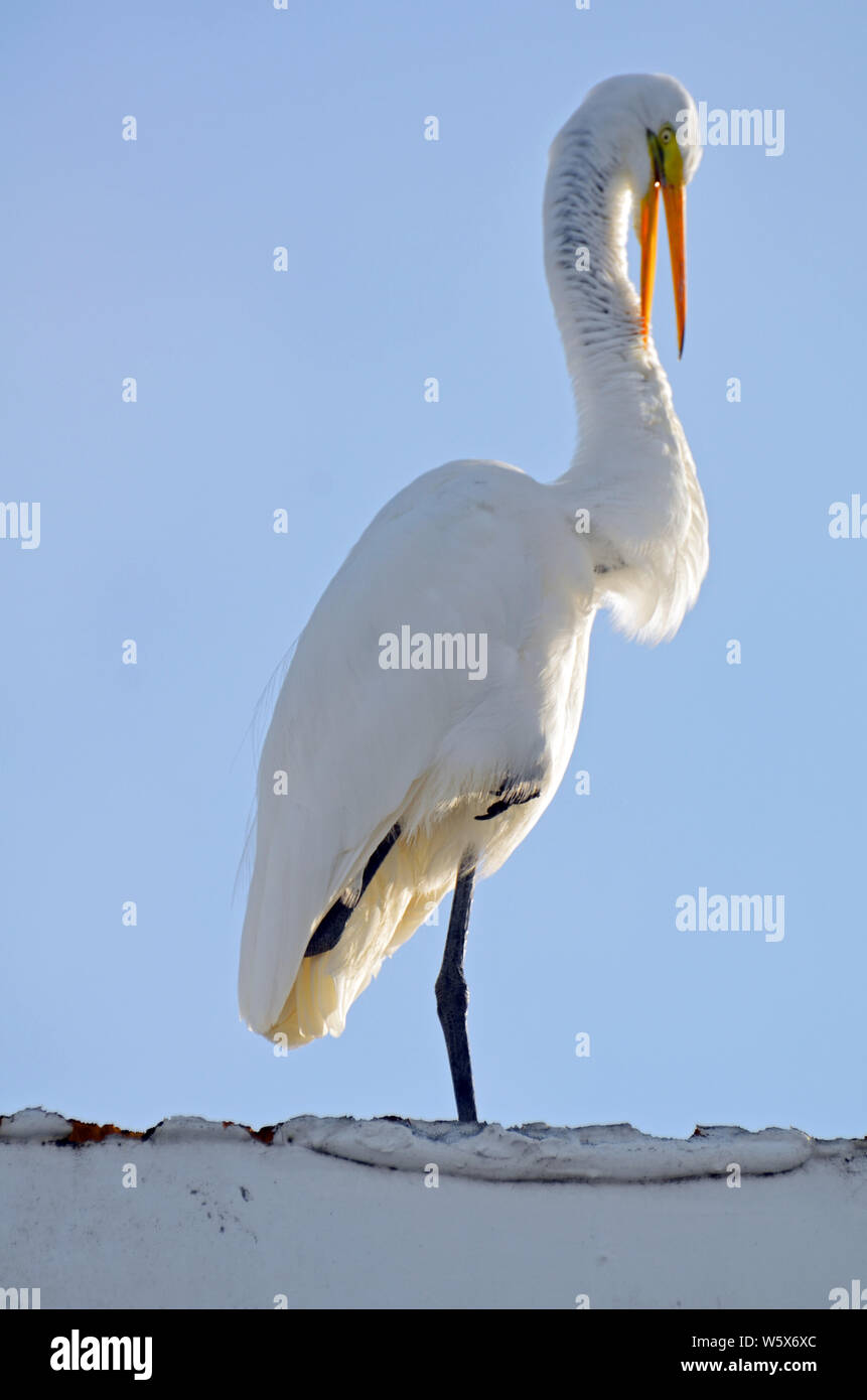 Great white egret standing on one leg with sharply bent head, yellow eye mask, and orange beak partly open as if talking, against blue sky. Stock Photo