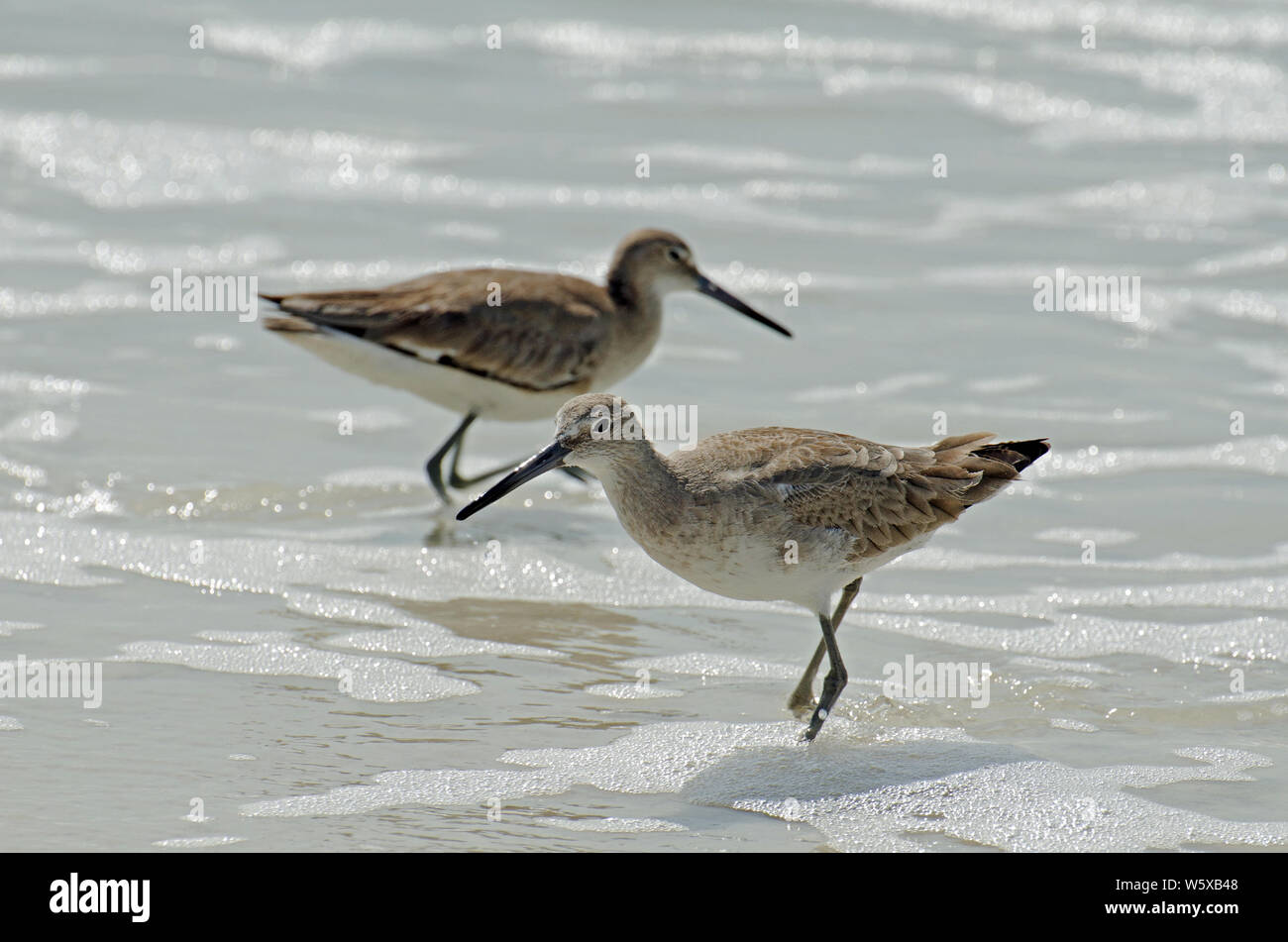 Pair of American short-billed dowitcher sandpipers wading and hunting in sea foam and sandy colored water along the shore of Florida's Gulf Coast. Stock Photo
