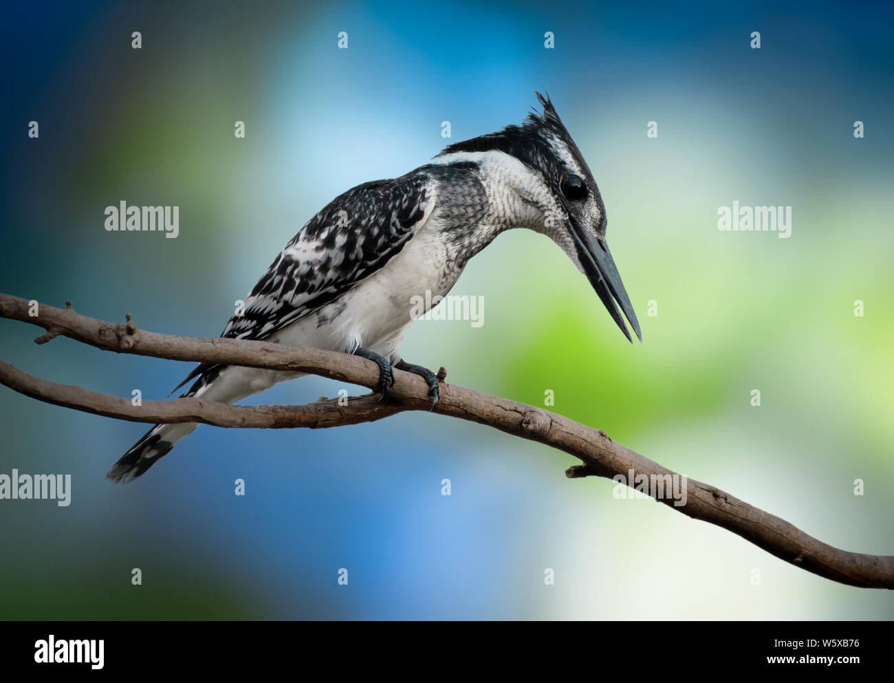 Pied kingfisher Stock Photo
