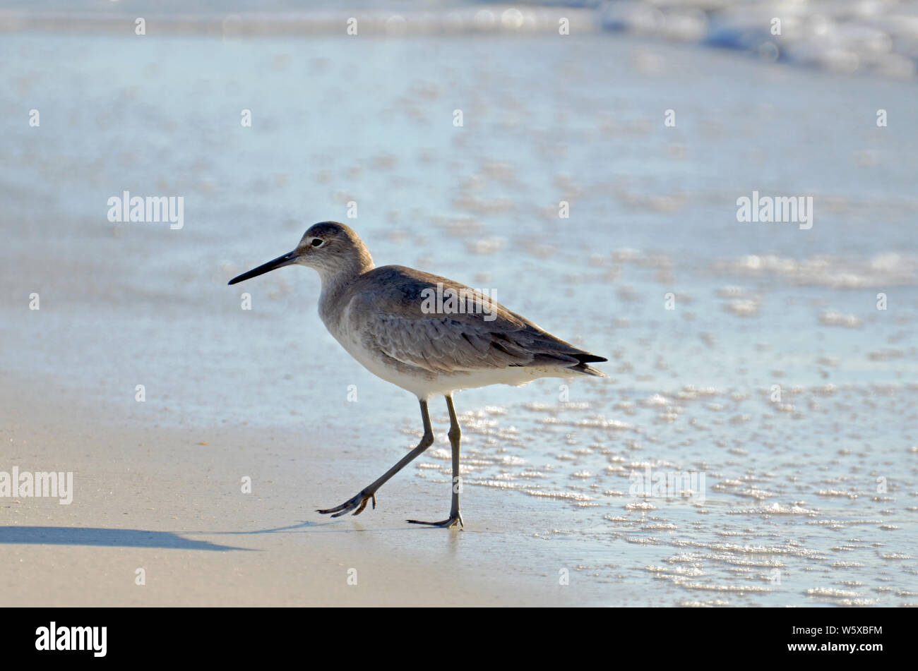 American short-billed dowitcher sandpiper hunting on the shore of blue green surf and white sea foam. Sunlight from back with slightly lifted leg. Stock Photo