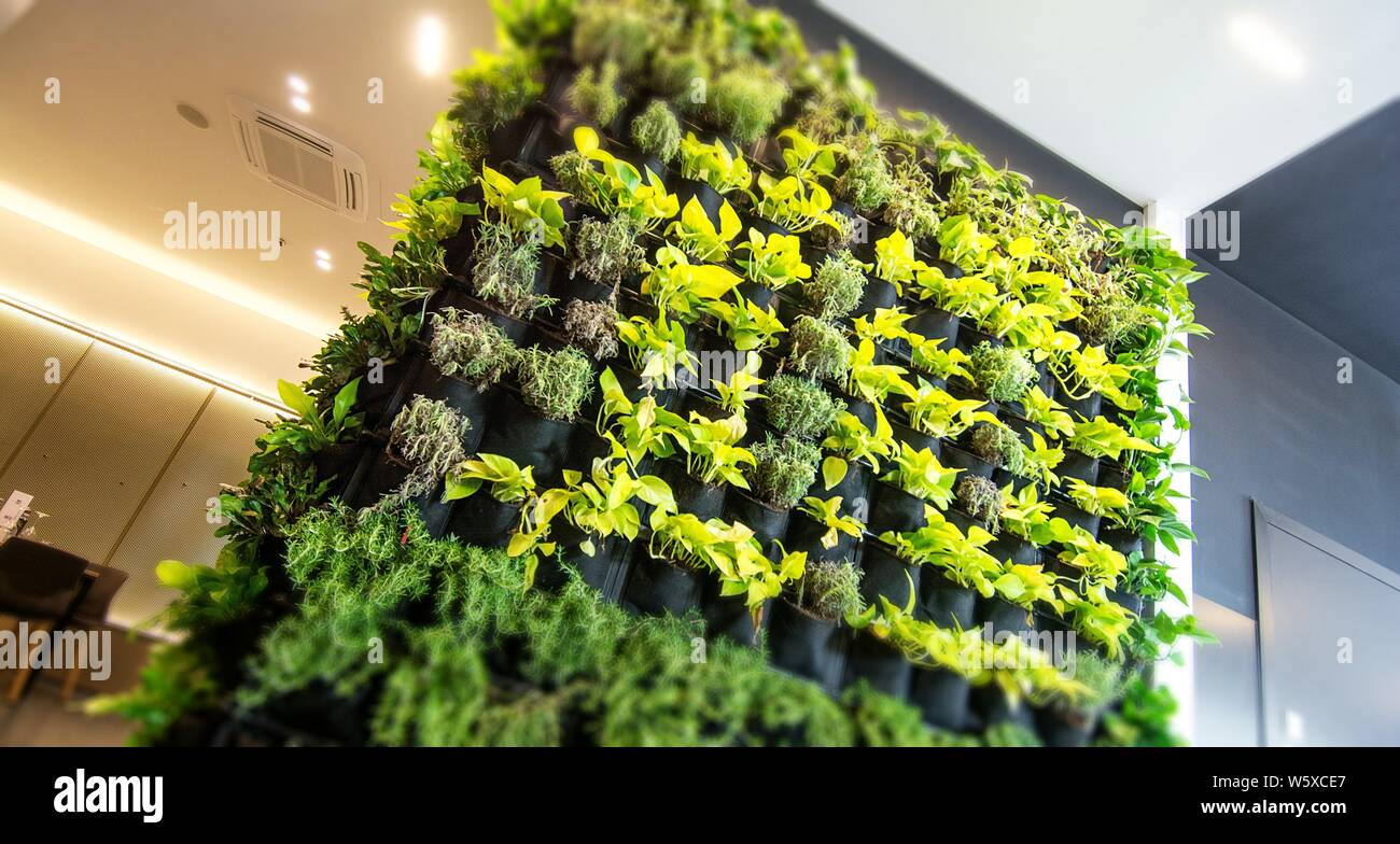 Wall fern gardening hi-res stock photography and images - Alamy
