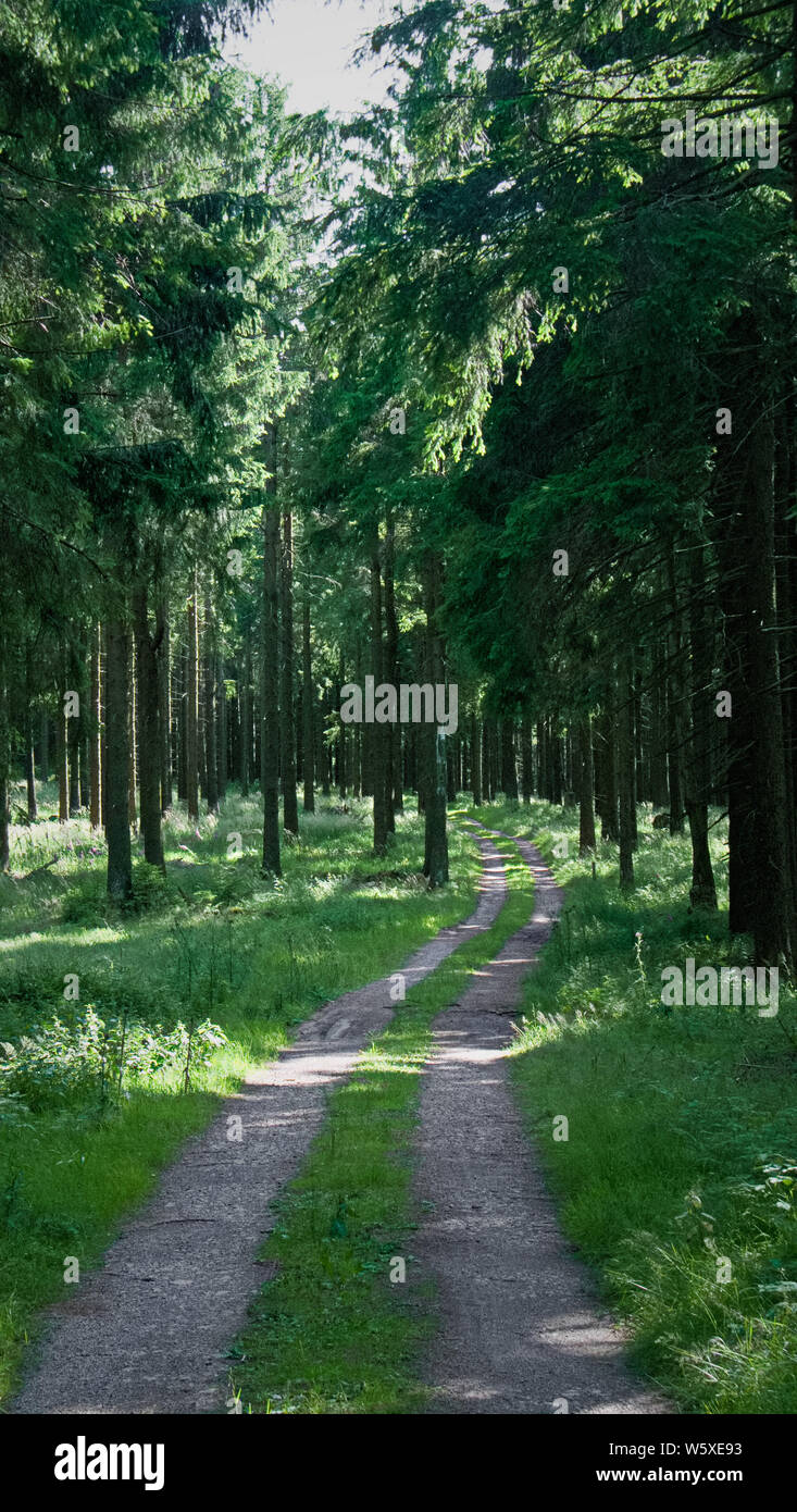 Path in forest Stock Photo