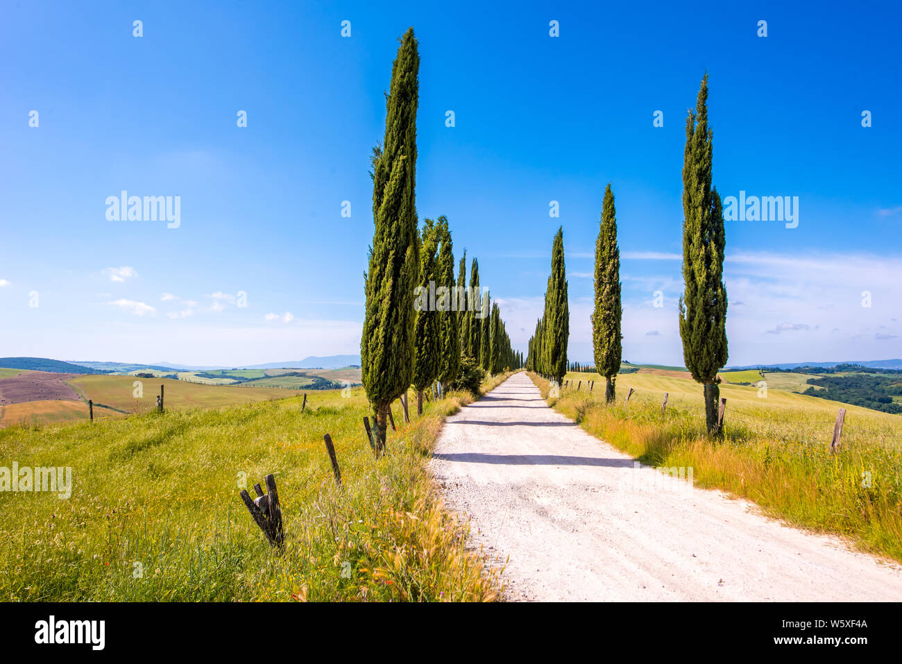 Italian cypress trees alley and a white road to farmhouse in rural ...