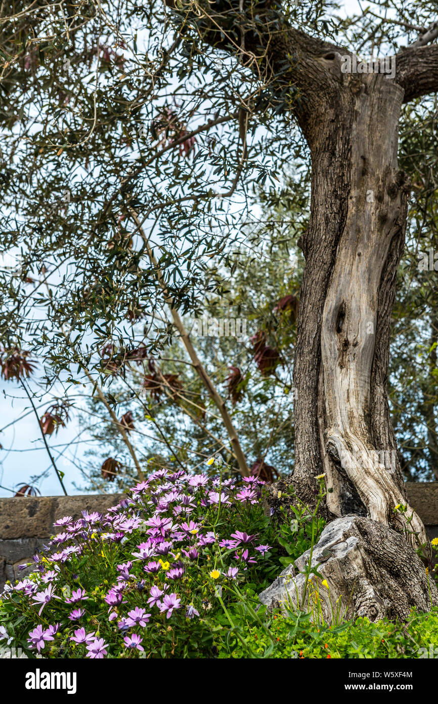 Close up of Mediterranean tree and purple flowers, Sorrento, Naples, Italy Stock Photo