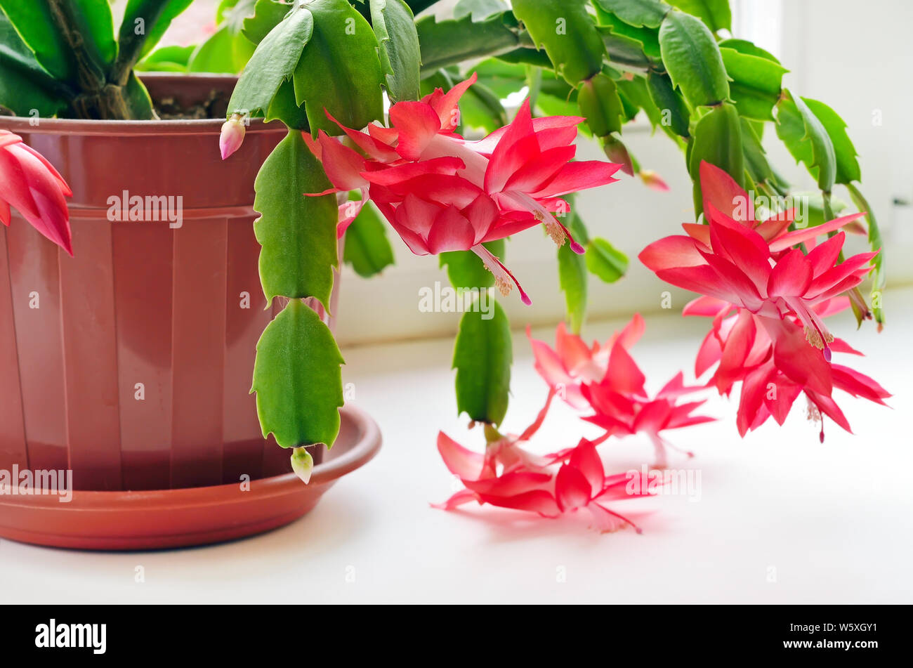 Christmas cactus hires stock photography and images Alamy